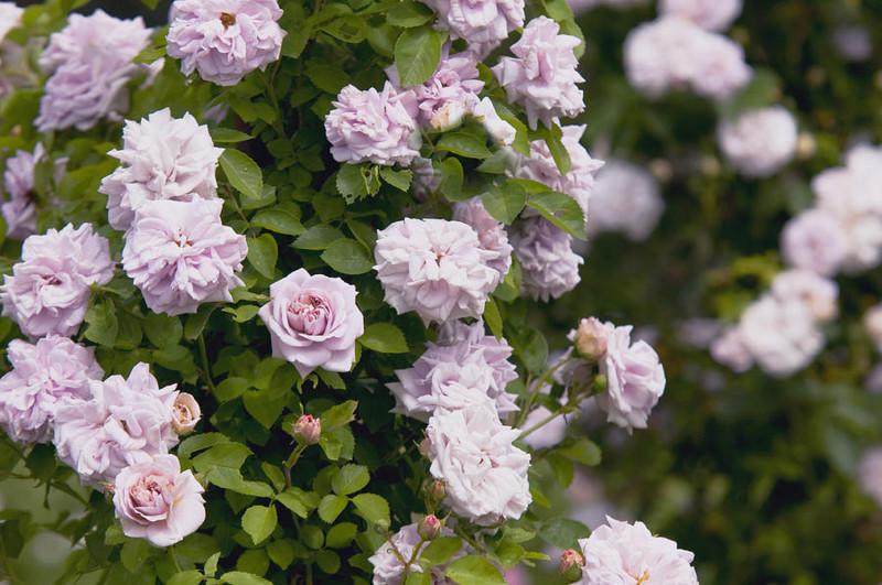 Роза Ash Wednesday Плетистая в контейнере (2558766774) - фото 4