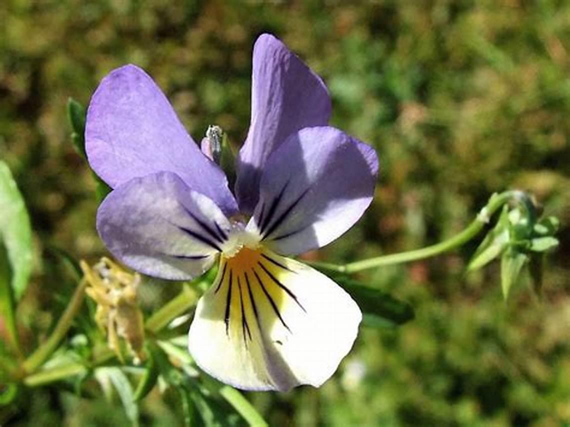 Насіння Фіалка польова Viola arvensis 10 шт./уп.