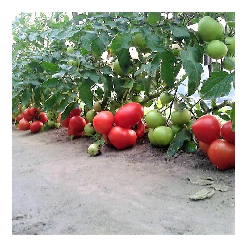 Насіння Томат Індетермінантний Enza Zaden AGILIS F1 500 шт. (1994542555) Насіння Томат Індетермінантний Enza Zaden AGILIS F1 500 шт. (1994542555)