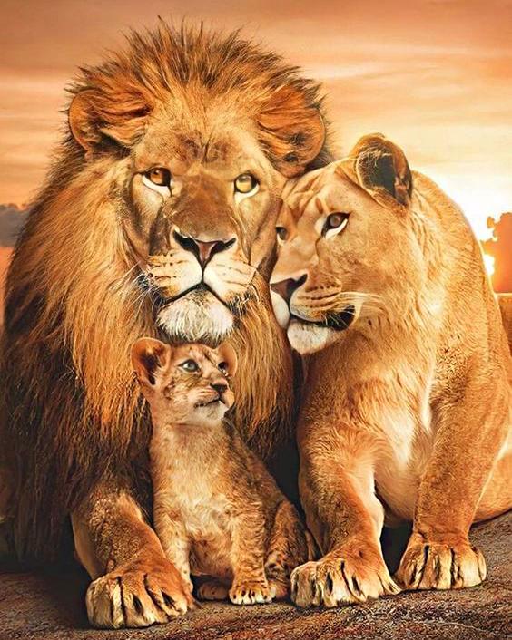 Алмазна мозаїка MY-Art Левине кохання на підрамнику круглі алмази 40х50 см (AR-3279)