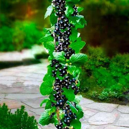 Саджанець Смородина на штамбі Біг Бен Big Ben середньоранній термін дозрівання великоплідний сорт (44845)