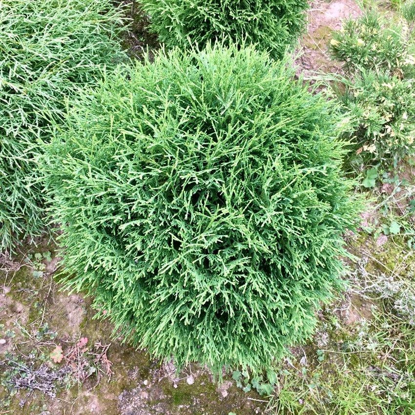 Саджанець туї західної Хозері горщик С1.5 (2705474583)