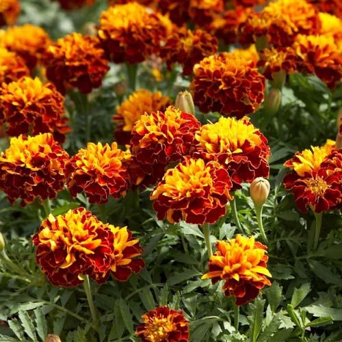 Семена Бархатцы Florium Гармония (6209)