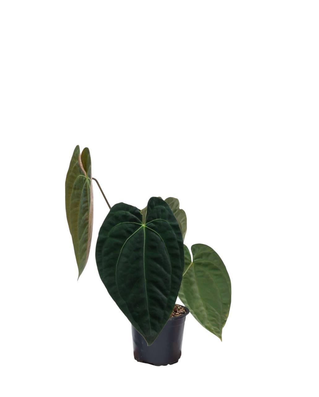 Антуриум Дарк Феникс 12/35 см (2698872796) - фото 3