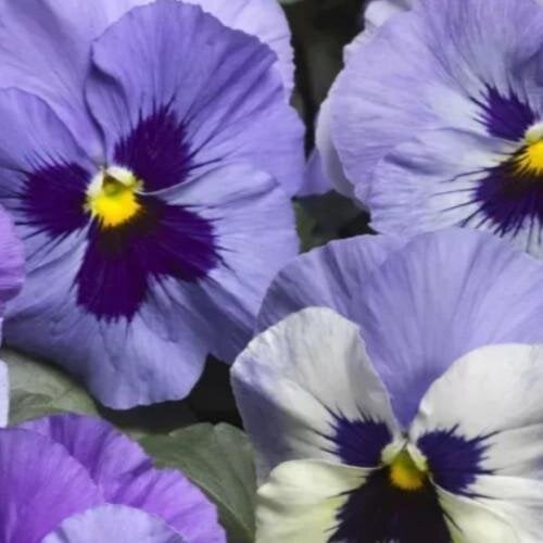 Насіння квітів Віола Fino F1 Blue Medley Syngenta 100 шт. (BN13558-3)
