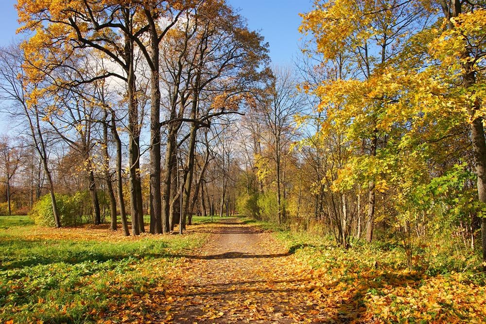 Картина Природа PR232 55х85 см
