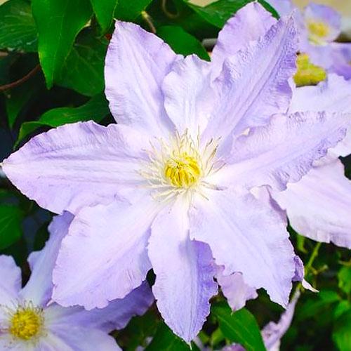 Клематис Spotlight Florium