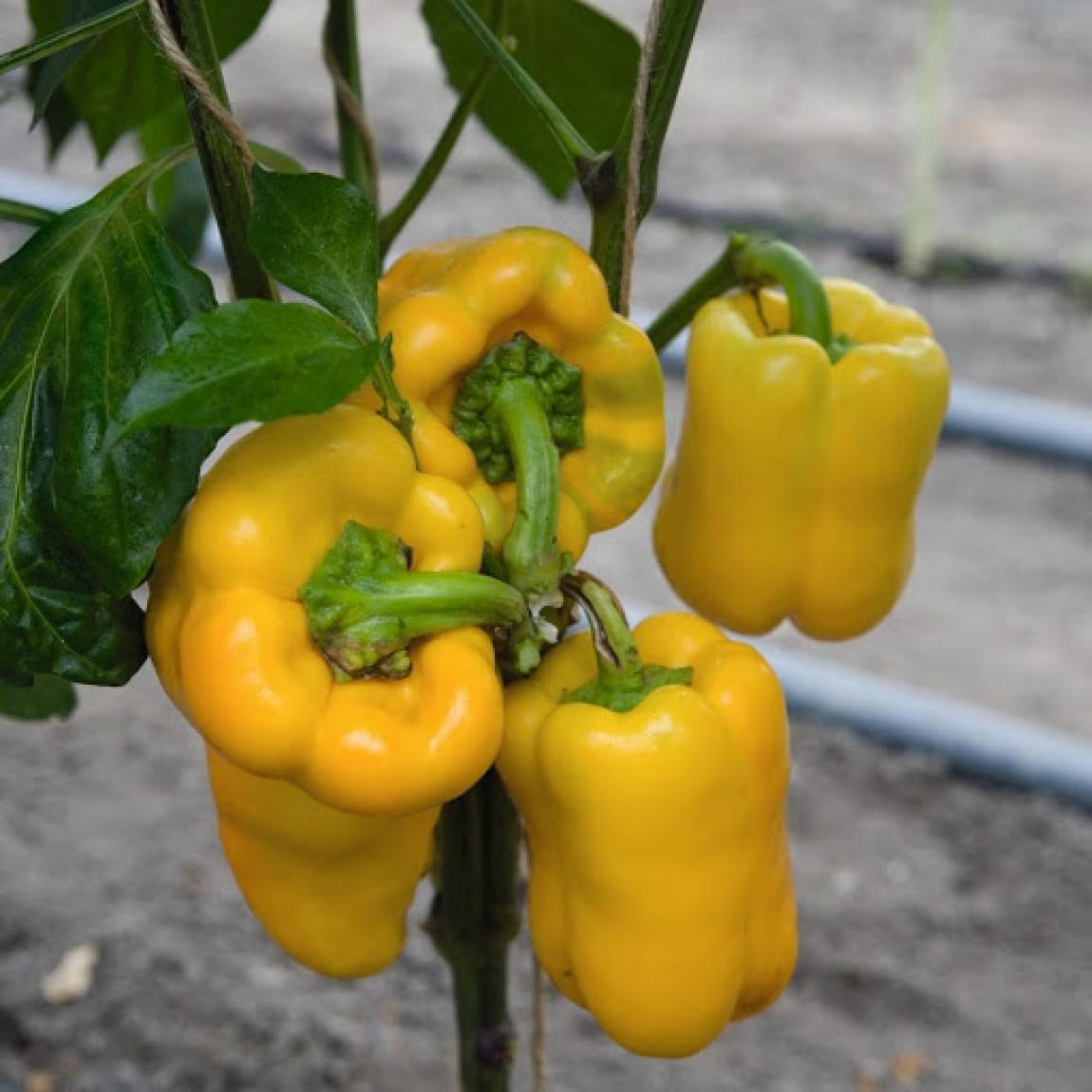 Семена Перець солодкий Турбін F1 ТД Гекса-Україна 01-20-041 500 шт. (IR01397)