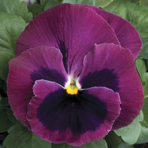 Семена цветов Виола Colossus F1 Rose with Blotch Syngenta 500 шт. (BN03142-2)