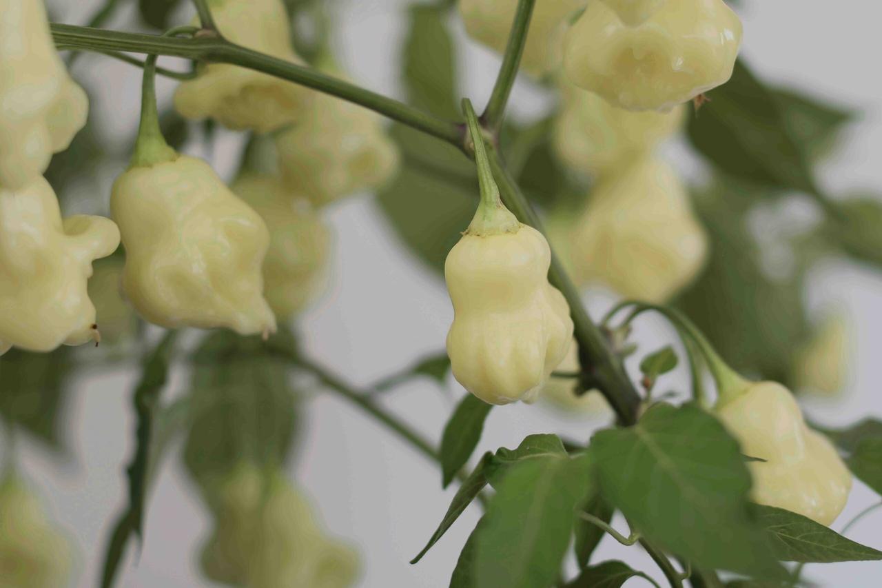 Насіння Перець гострий Aji White Fantasy 5 шт. - фото 3