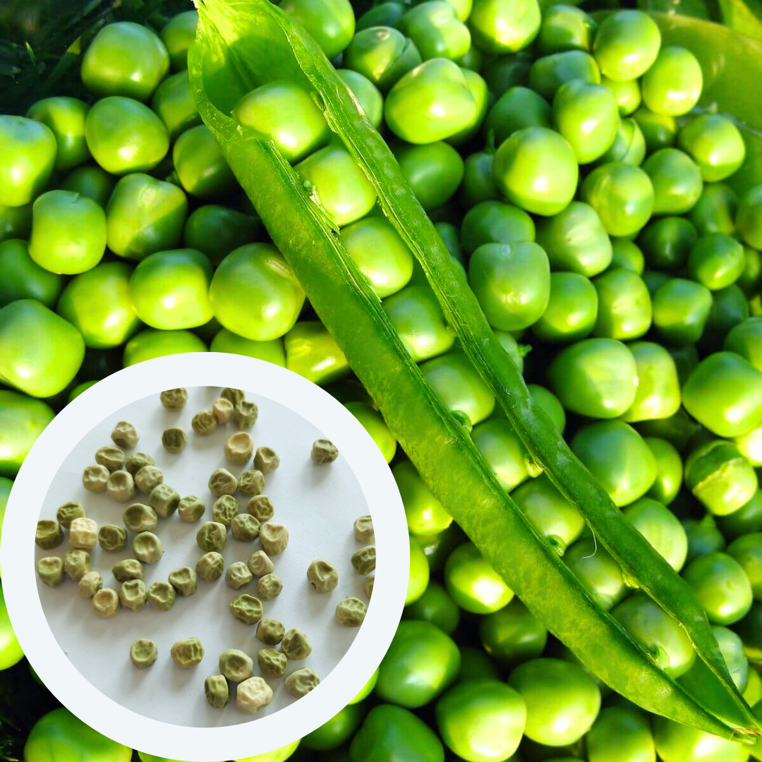 Насіння Горох Альфа 50 г 360 шт. ранній (RS-00895) - фото 3