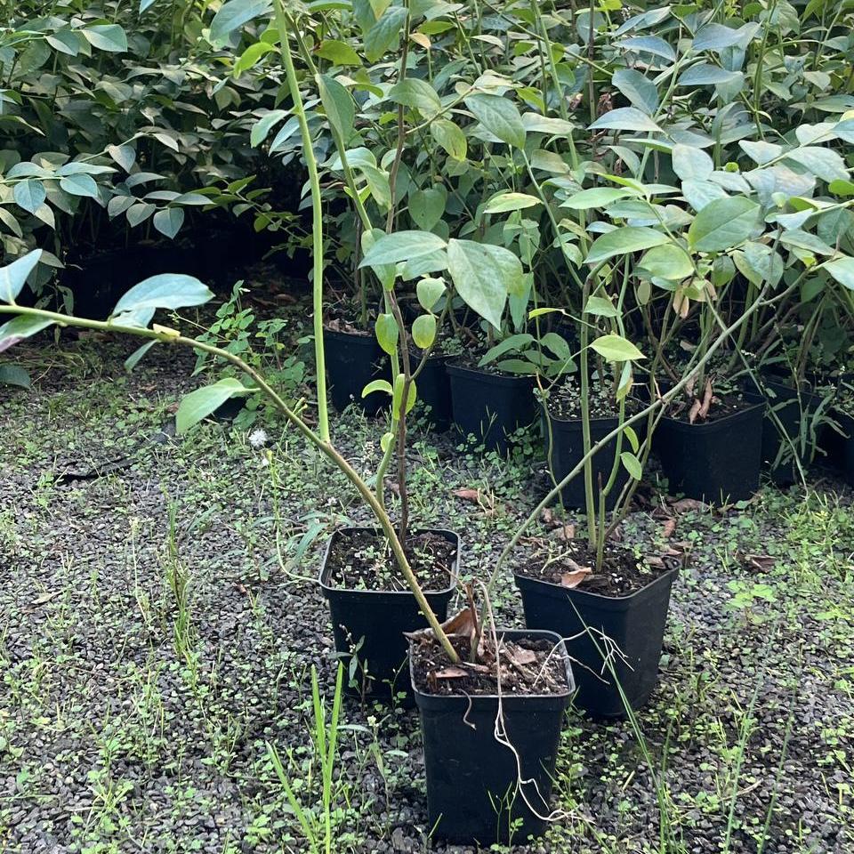 Саженцы голубики 1 годовой крупная сладкая ягода/морозостойкая в горшке 0,5 л