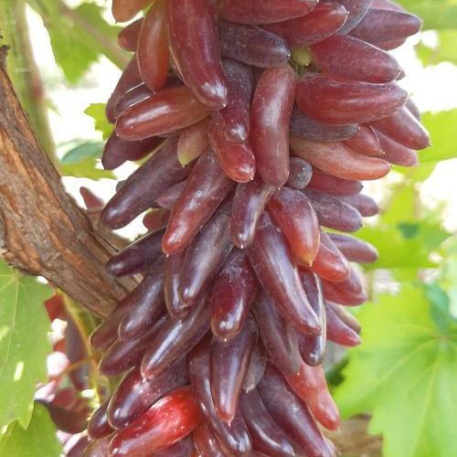 Саджанець Виноград кишміш Хелловін солодка ароматна ягода екзотичної форми (112068)