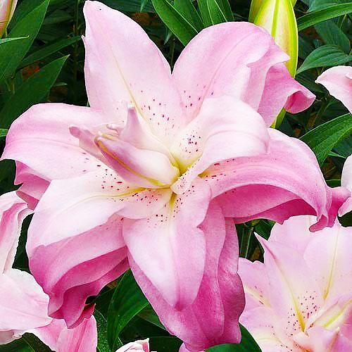 Лілія Lotus Queen Florium - фото 1 Лілія Lotus Queen Florium - фото 1