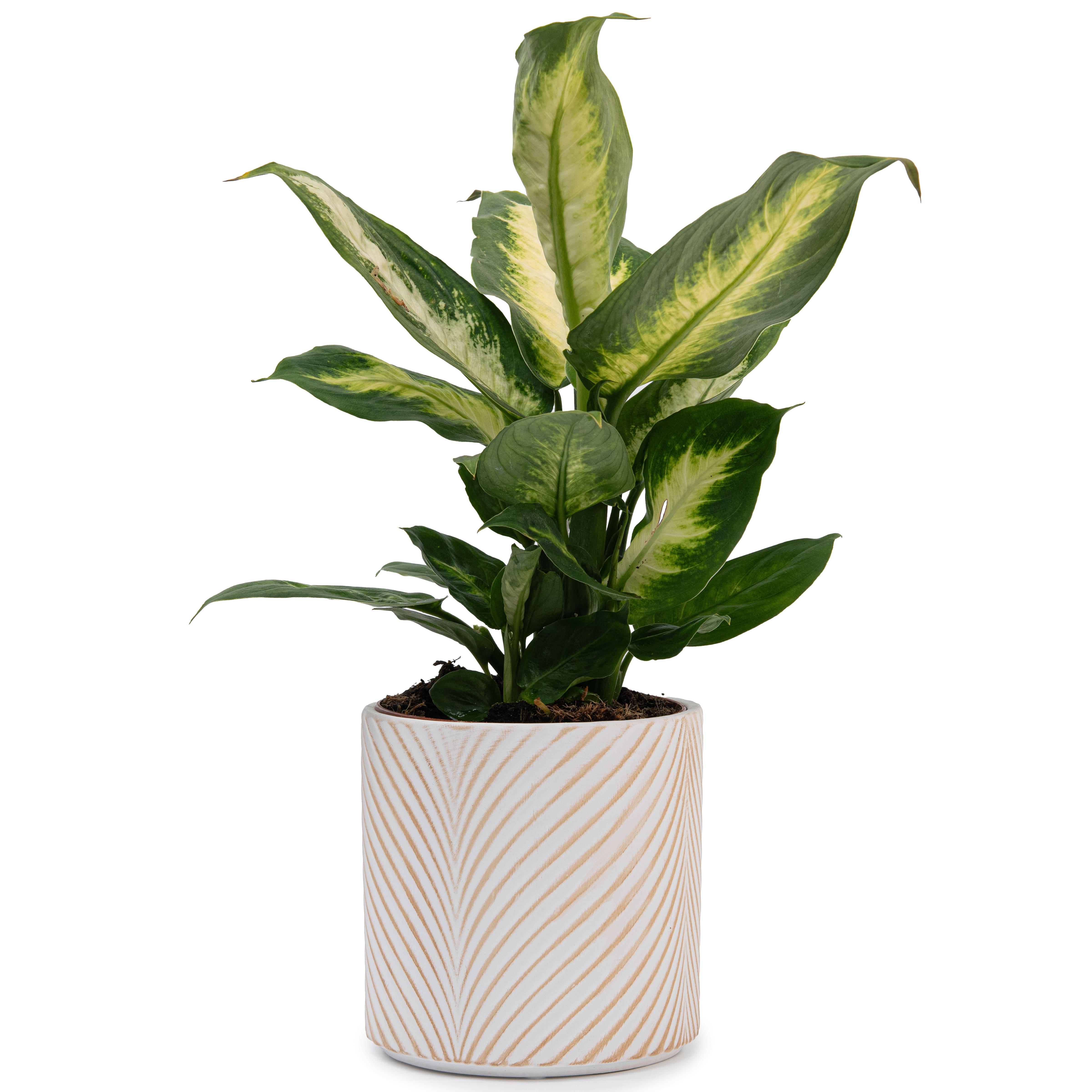 Набор кашпо для цветов керамические elemi Листок круглый 1,3 л/ 2,3 л/ 4,5 л Белый/Бежевый (УТ-00094681) - фото 8