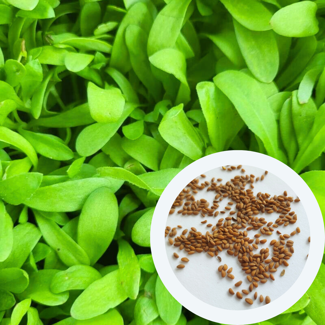 Семена Кресс-салат Афродита  2 г 850 шт. скороспелый (RS-00927) - фото 4