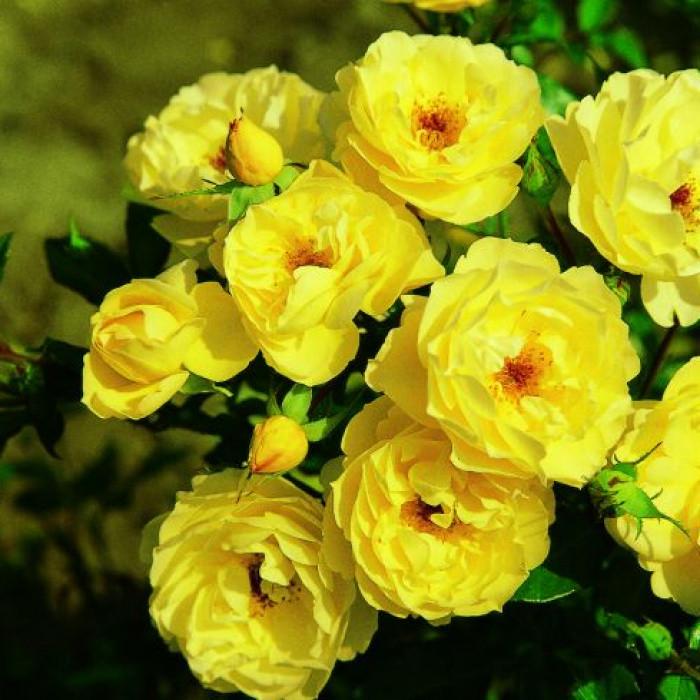 Роза Velet Sonnenschirm Почвопокровная в контейнере (2669431211)