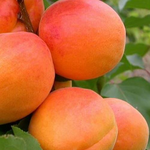 Сажанец Абрикос Наслаждение летний сорт средне-поздний срок созревания (46280)