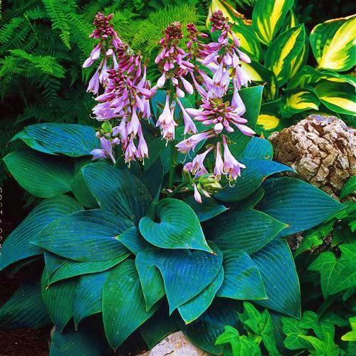 Хоста Florium Halcyon (3205) - фото 2