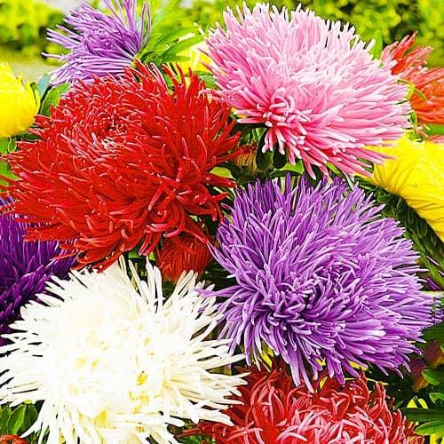 Семена Астра Florium Игольчатая смесь (12273)