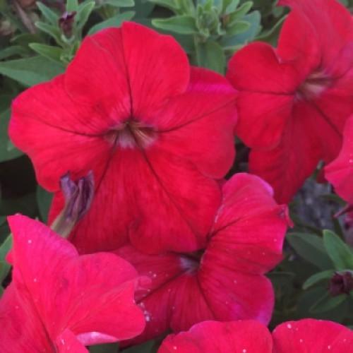 Семена цветов Farao Петуния ампельная Capri F1 Red Etna 10 шт. (BN09037-4)