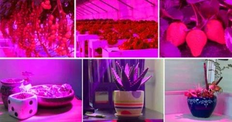 Фитолампа для выращивания растений цветов рассады подвесная светодиодная 225 LED 36 Вт - фото 14