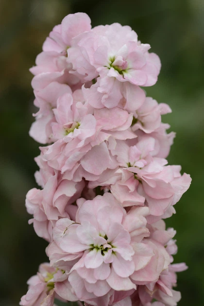 Левкой поле зріз COLUMN Sweetheart Pink (BN01559)