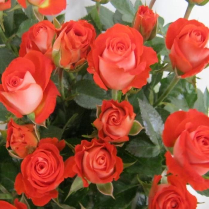 Роза Velet Zadique спрей на штамбе (2669460694)