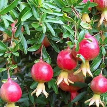 Саджанець гранату Шаролі 1, 5-річний горшик Р9 (2087552176)