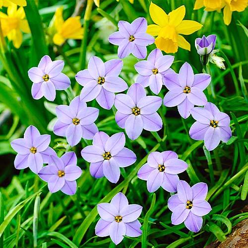 Ифейон Florium Rolf Fiedler (11277)