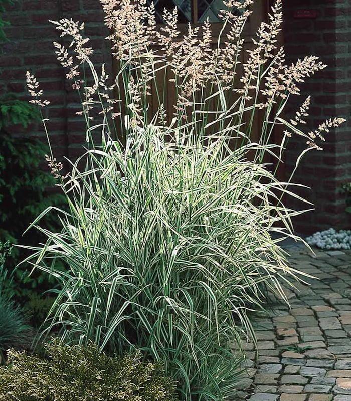 Саджанець Фаляріс очеретяний Пікта Р9 (2-62)