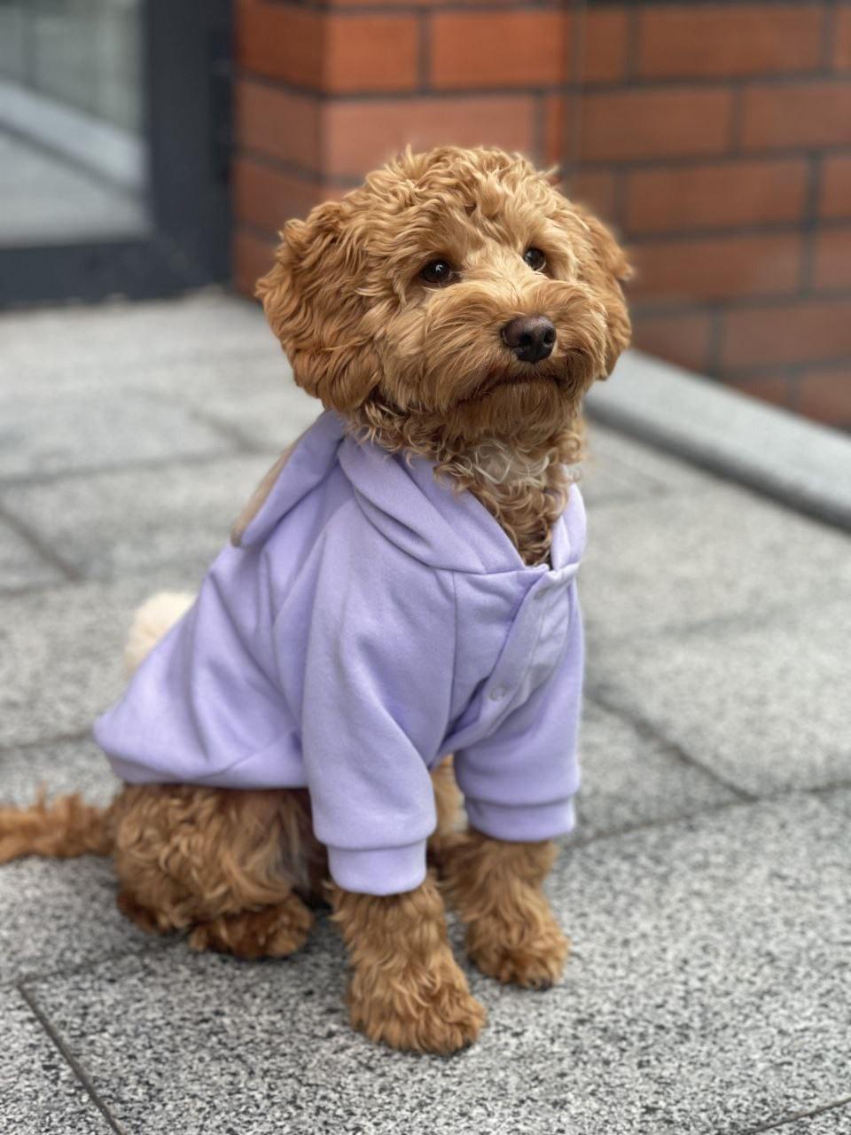 Толстовка для собак Dogs Bomba Зайчик р. 6 Лавандовый (64027063)