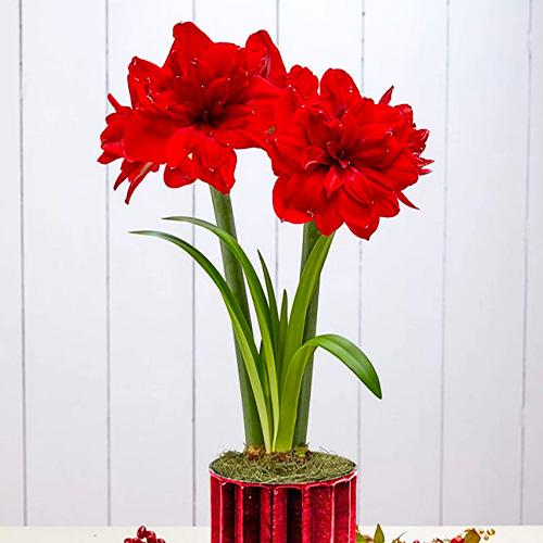 Амариллис Florium Scarlet Belle (17955)