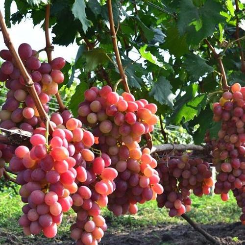 Саженцы винограда Анита черенкованный 2-летний (6858)