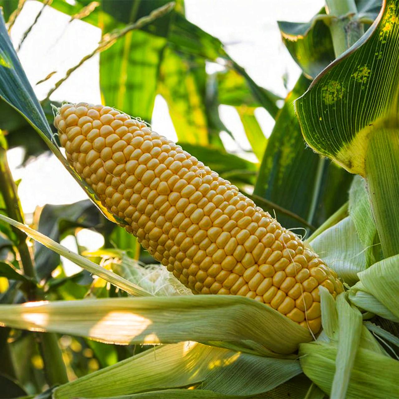 Семена Суперсладкая кукуруза Астронавт F1 Snowy River 5 шт. (2516777923) Семена Суперсладкая кукуруза Астронавт F1 Snowy River 5 шт. (2516777923)