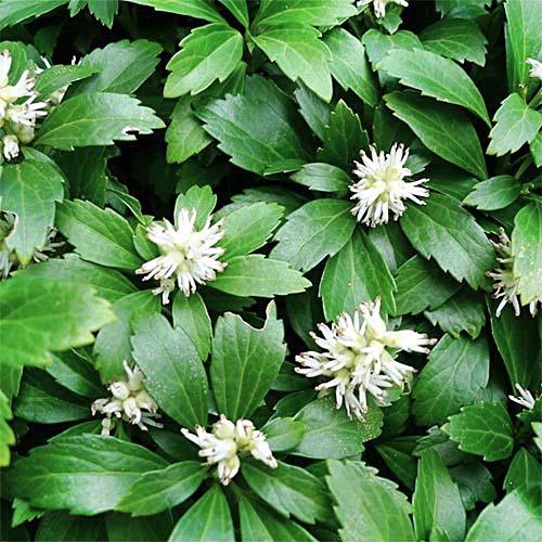 Пахизандра Florium Green Sheen (7993)