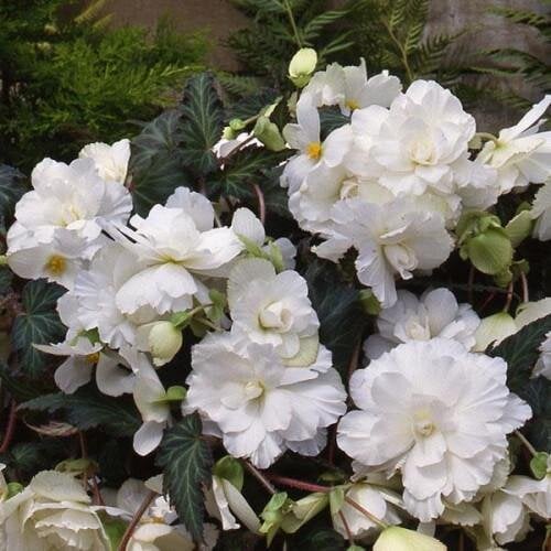Семена цветов Бегония клубневая Sun Dancer White PanAmerican 25 шт. (BN10006-3)