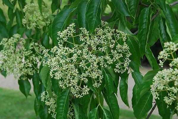 Насіння Еводія Даніеля Бджолине медове дерево Tetradium daniellii 20 шт./уп. - фото 3