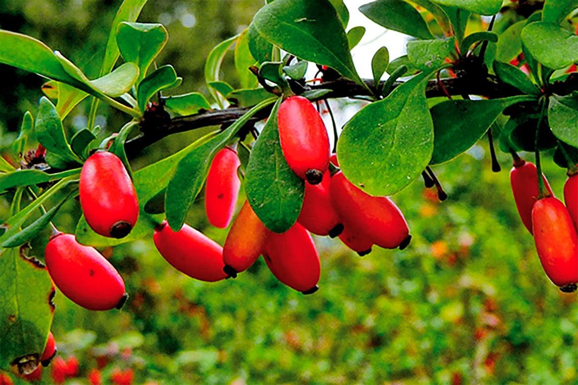 Насіння Барбарис звичайний Berberis vulgaris 10 шт./уп. - фото 2