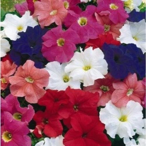 Семена цветов Петуния крупноцветковая Tritunia F1 Uni Mix Syngenta 500 шт. (BN07496-2)