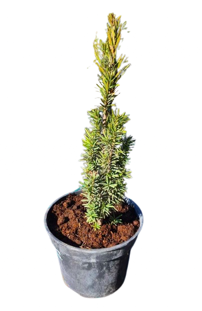 Тис ягідний Fastigiata Robusta саджанець у горщику 3 л