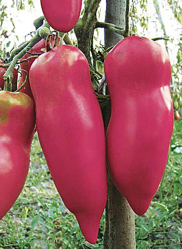 Насіння томату Де Барао перцевидний рожевий (38279305)