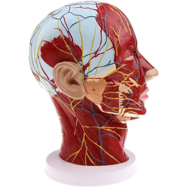Анатомическая модель головы человека с мышцами и нервами цветная 29 см (28595065)