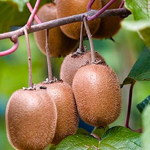 Саженец Киви Крамер сладкий высокоурожайный сорт (120496)