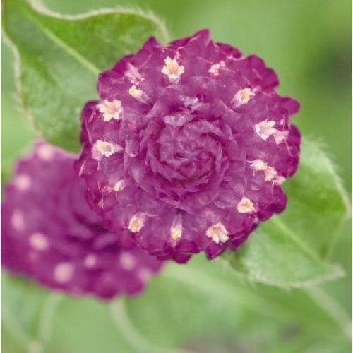 Семена цветов Гомфрена шаровидная Las Vegas Purple Benary 50 шт. (BN01184-3)