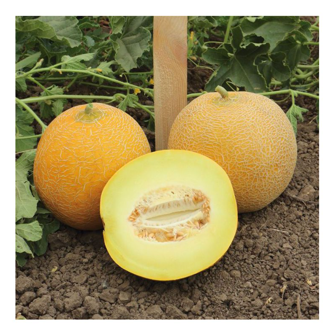 Насіння Диня KS 517 F1 ТД Гекса-Україна 01-04-087 1000 шт. (IR02239)