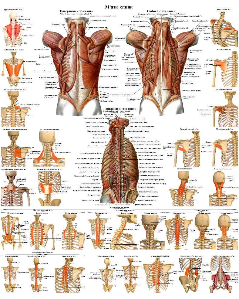 Анатомічний плакат М'язи спини 50х64.5см Анатомічний навчальний плакат М'язи спини людини