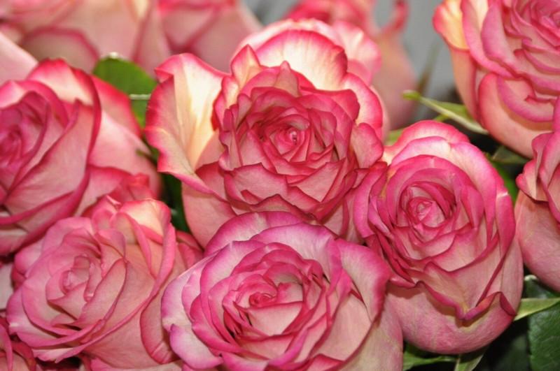 Роза Jessika Спрей в контейнере (2669455728)