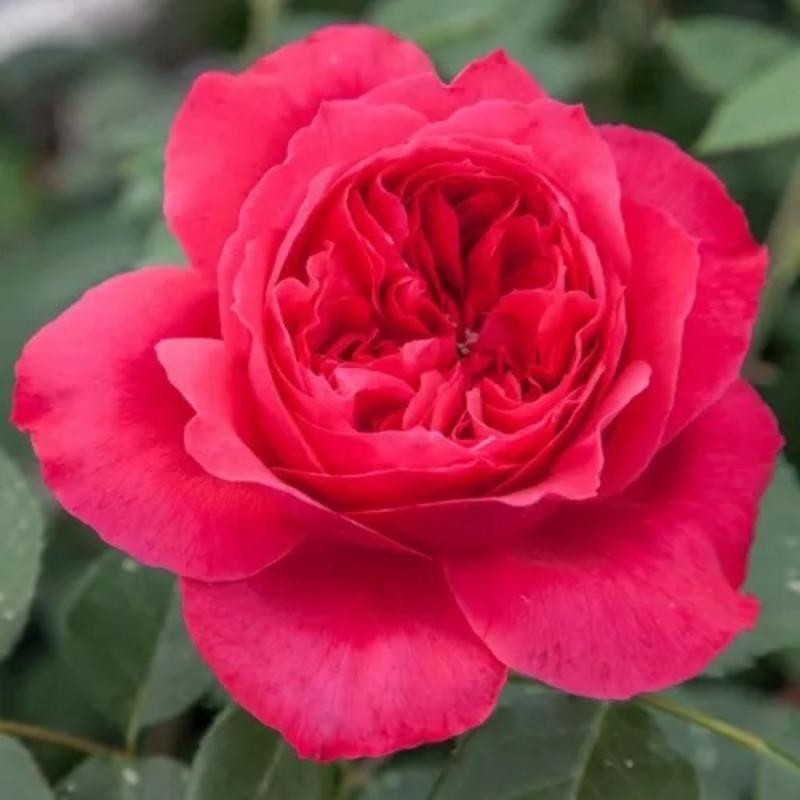 Роза Tsvetelina Romantica/Ruban Rouge Шраб в контейнере (2669460632)