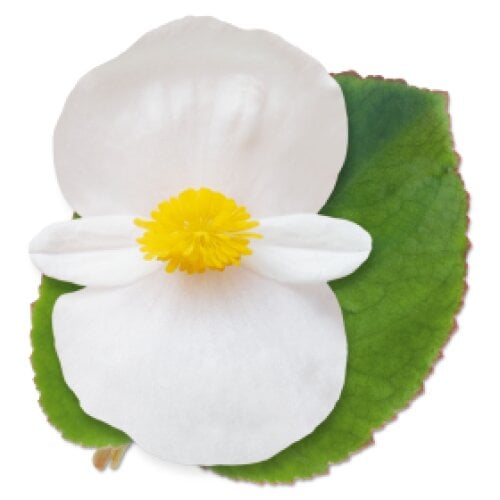 Семена цветов Бегония BIG White Green Leaf Benary 100 шт. (BN11717-2)